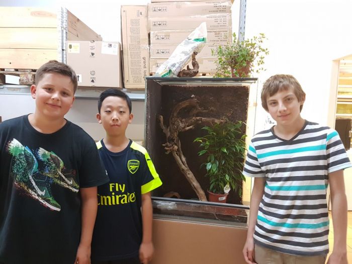 Fertiges Phytonterrarium