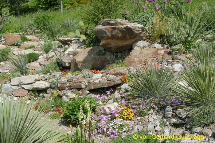 "Wüstengarten im Überblick": Verschiedene Yuccas und winterharte Kakteen im Garten von Gerhard Gußmagg, Steiermark