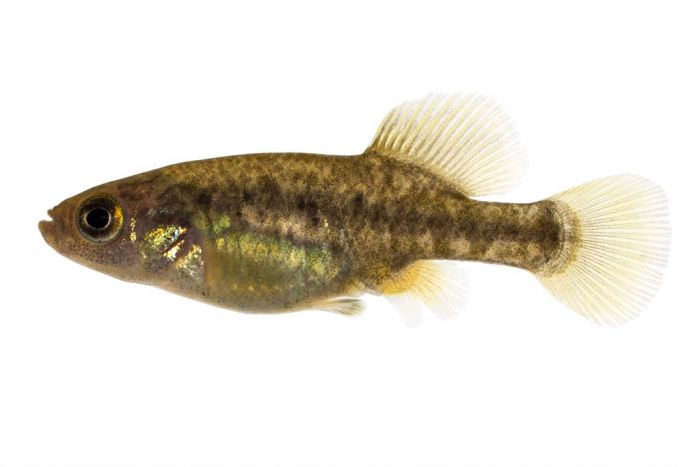 Allotoca catarinae, male Allotoca catarinae, male