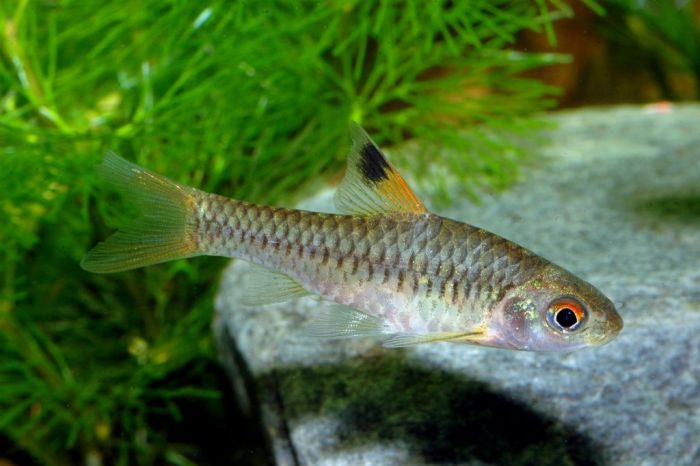 Barbus callipterus Moliwe River ÖVVÖ