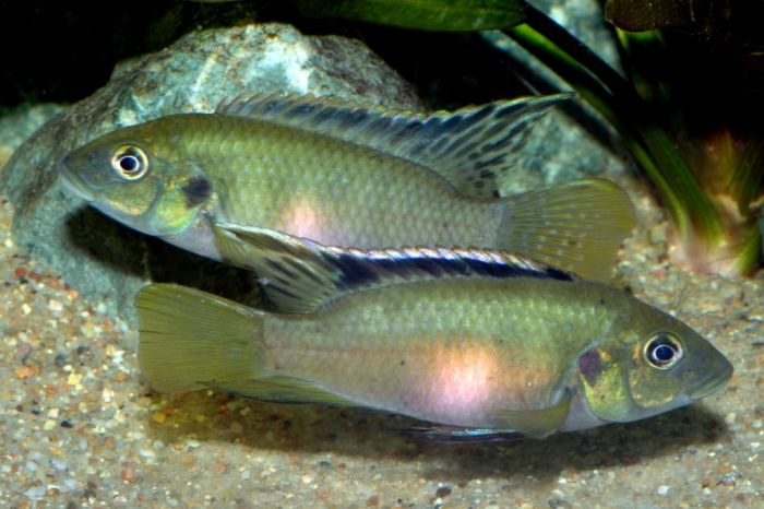 Benitochromis nigrodorsalis Moliwe River ÖVVÖ