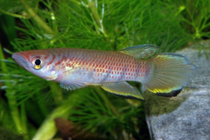 Epiplaty infrafasciatus rathkei Moliwe River ÖVVÖ