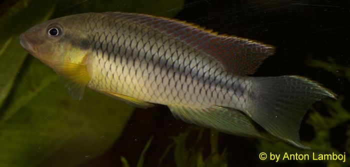 limbochromis robertsi Limbochromis Conservation Project