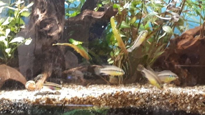 Aquaristikgruppe Falkenberg Moliwe River Projekt