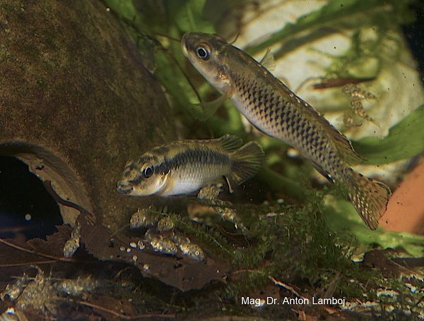 Nanochromis minor Nanochromis minor Conservation Project