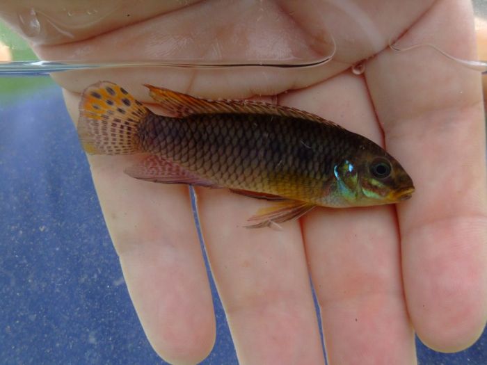 Pelvicachromis kribensis Moliwe River ÖVVÖ