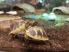 Junge Schildkröten beobachten