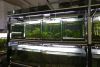 Four tanks in Ostrava ZOO now occupied by northern platyfish