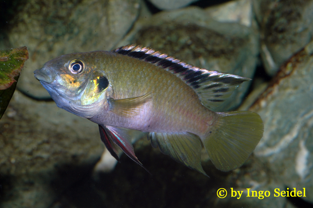 Benitochromis nigrodorsalis Moliwe Männchen