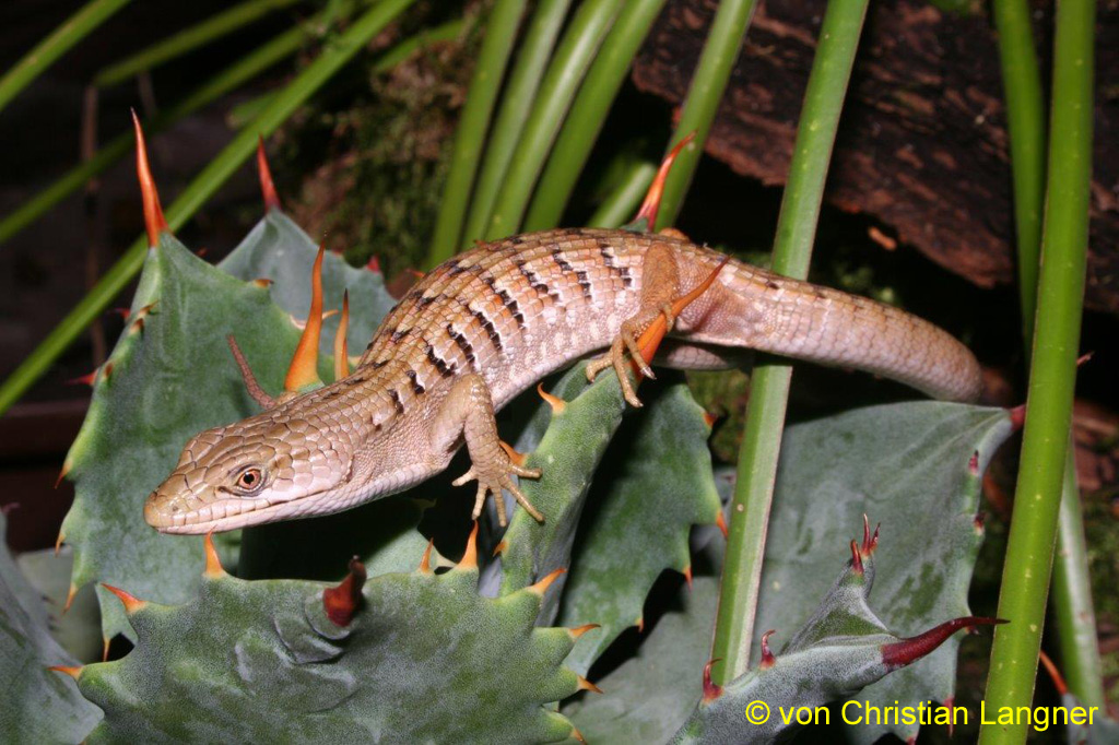 Elgaria multicarinata (von Christian Langner, gehört zum Vortrag "Haltung und Zucht von Alligatorschleichen der Gattungen Elgaria und Gerrhonotus")