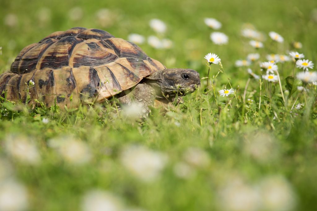 Schildkröte - Foto Megazoo