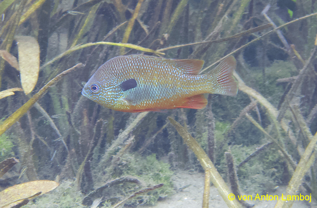 UW-Aufnahme eines "Long Ear Sunfish" (Großohr - Sonnenbarsch) aus dem San Marco-River in Texas. (Aufnahme von Anton Lamboj)