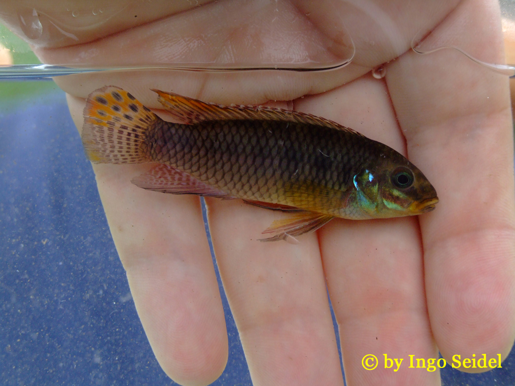 Pelvicachromis kribensis Moliwe Männchen