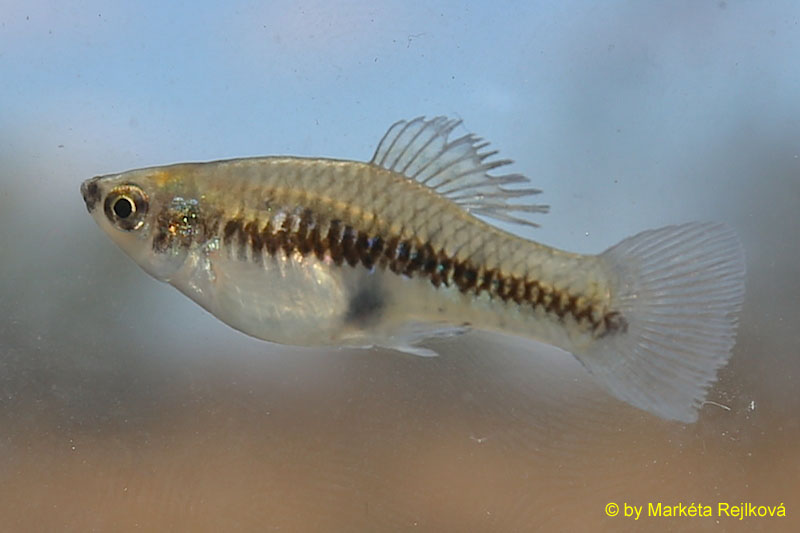 Xiphophorus Northern Platyfish ÖVVÖ